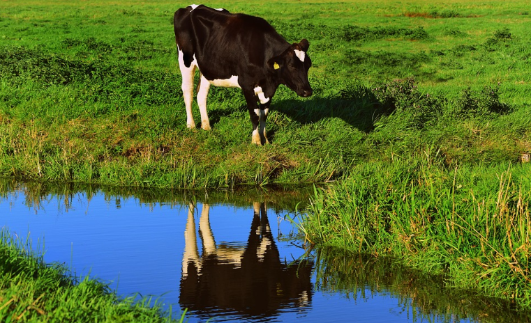 Eine Kuh und ein Fluss, der an einer Weide grenzt.